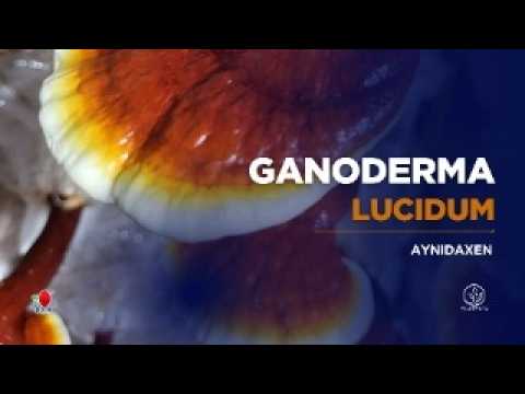 😱 &quot;¡Descubre el SECRETO del Ganoderma! El hongo que revoluciona la salud 🧬🔥&quot;