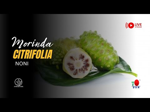 🌿 Beneficios del Noni: ¿Realmente Cura Enfermedades? 🤔🔥