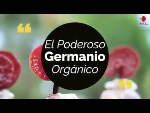 Germanio Orgánico de DXN | Principales componentes del Ganoderma con DXN