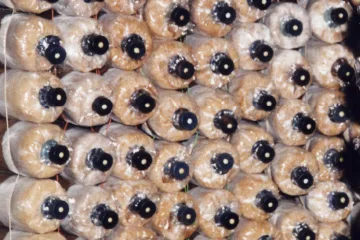 cómo se siembra el Ganoderma en DXN.