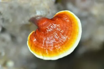 El proceso de crecimiento del Ganoderma.