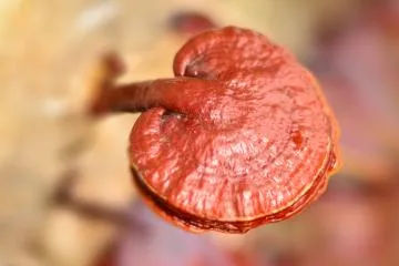 Listo para cosechar, Ganoderma adulta.