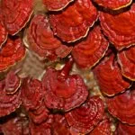 Ganoderma Lucidum listo para la cosecha.