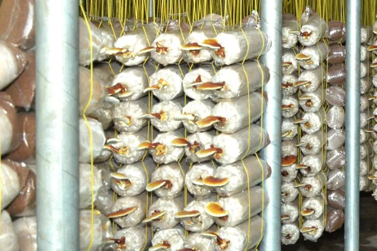 Suspensión del Ganoderma.