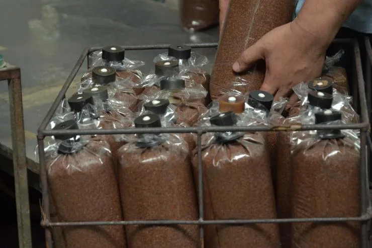 Aserrín de Goma lista para sembrar el Ganoderma Lucidum.