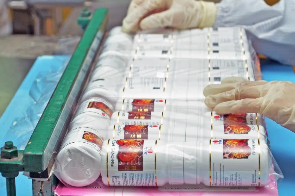 Pomos de Ganoderma Lucidum listos par el consumo.