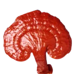 Ganoderma Lucidum una de las 6 variedades que DXN maneja