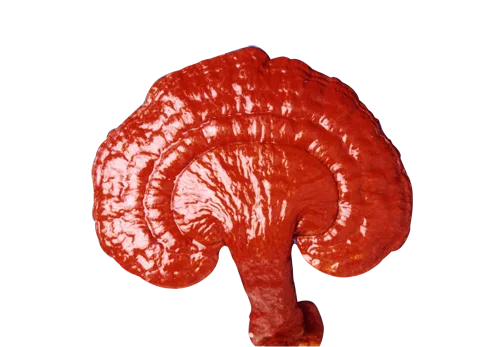 Ganoderma Lucidum una de las 6 variedades que DXN maneja