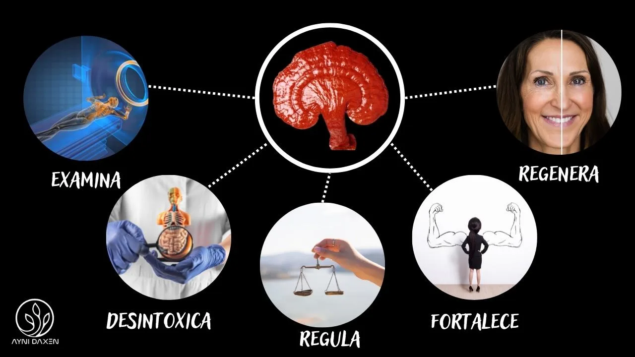 Como actúa el Ganoderma Lucidum de DXN 