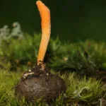 Hongo oruga del Cordyceps
