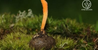Hongo oruga del Cordyceps