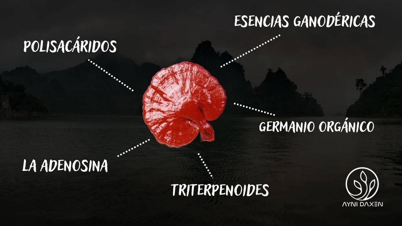 Principales componentes del Ganoderma Lucidum de DXN