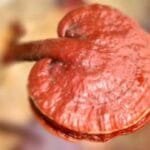 Ganoderma Lucidum