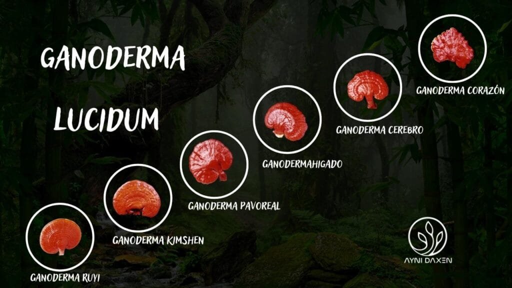 6 tipos de Ganoderma Lucidum DXN