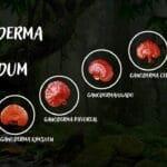 6 tipos de Ganoderma Lucidum