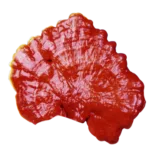 Ganoderma Lucidum una de las 6 variedades que DXN maneja