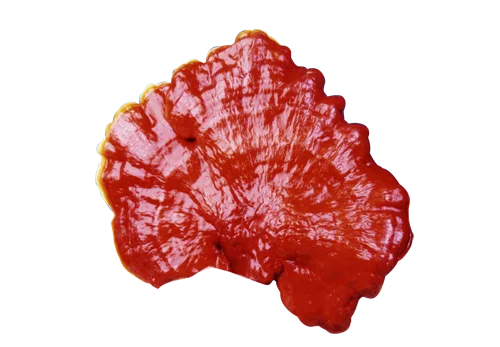 Ganoderma Lucidum una de las 6 variedades que DXN maneja