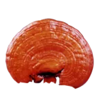 Ganoderma Lucidum una de las 6 variedades que DXN maneja.