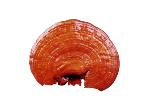 Ganoderma Lucidum una de las 6 variedades que DXN maneja.