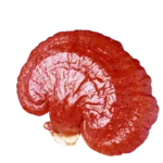Ganoderma Lucidum una de las 6 variedades que DXN maneja