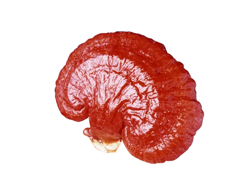 Ganoderma Lucidum una de las 6 variedades que DXN maneja