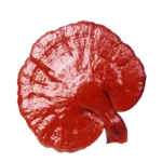 Ganoderma Lucidum una de las 6 variedades que maneja DXN.