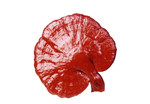 Ganoderma Lucidum una de las 6 variedades que maneja DXN.