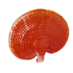 Ganoderma Lucidum una de las 6 variedades que DXN maneja