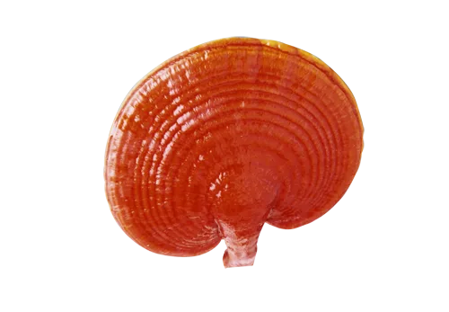 Ganoderma Lucidum una de las 6 variedades que DXN maneja