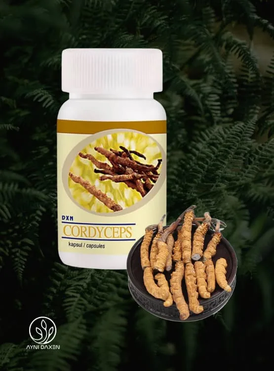 Cápsulas Cordyceps DXN: Cordyceps sinesis en polvo.