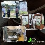 producción del té Oolong dxn