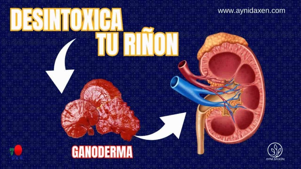 RIÑON MAS GANODERMA LUCIDUM
