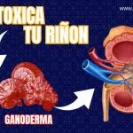 RIÑON MAS GANODERMA LUCIDUM
