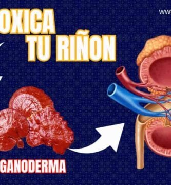 RIÑON MAS GANODERMA LUCIDUM