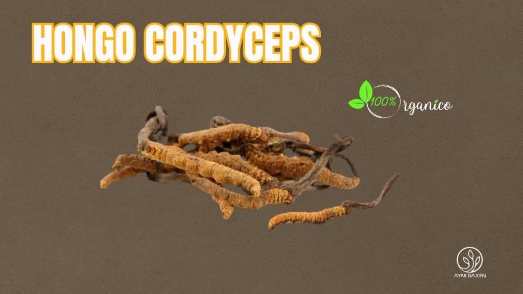 Hongo Cordyceps