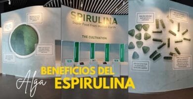 imagen sobre los beneficios de la espirulina