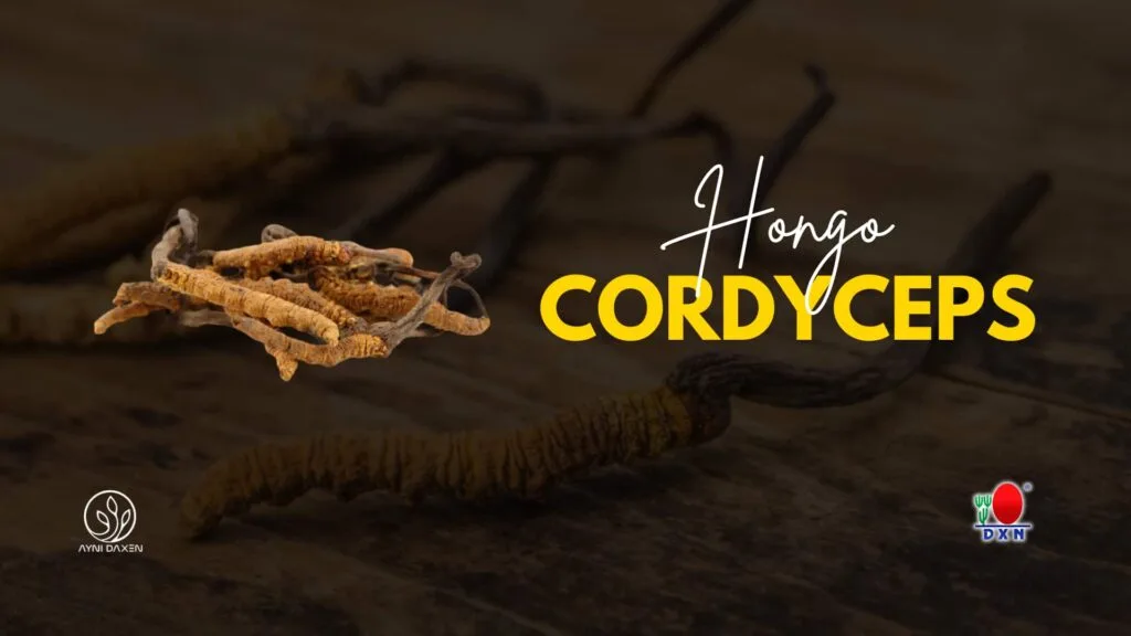 hongo cordyceps