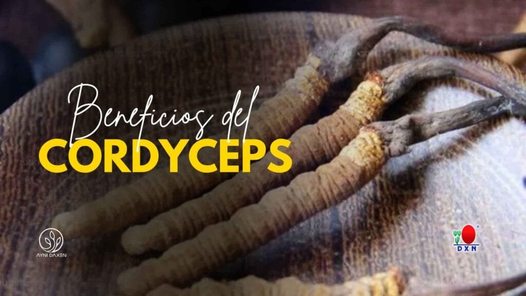 Beneficios del Cordyceps