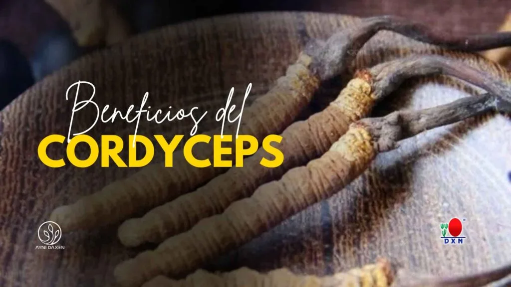 Beneficios del Cordyceps