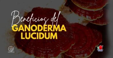 Beneficios del Ganoderma Lucidum