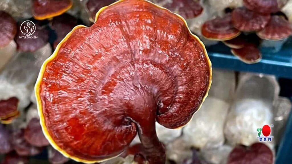 Ganoderma DXN