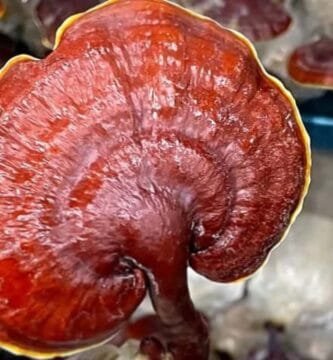 Ganoderma DXN