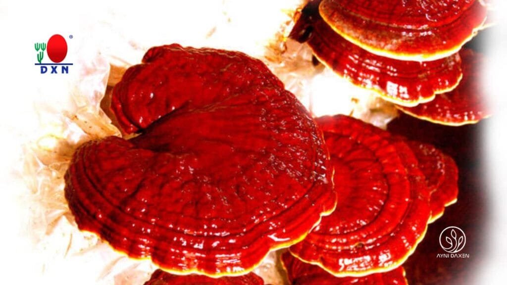 Ganoderma contraindicaciones: lo que debes saber antes de consumirlo